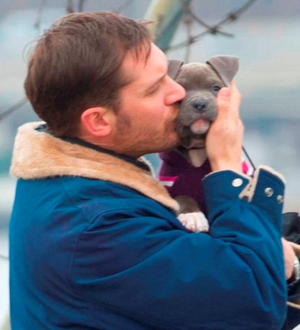 Exclusive 'The Drop' Photos: A Crime-Thriller Where Tom Hardy Snuggles With  a Puppy