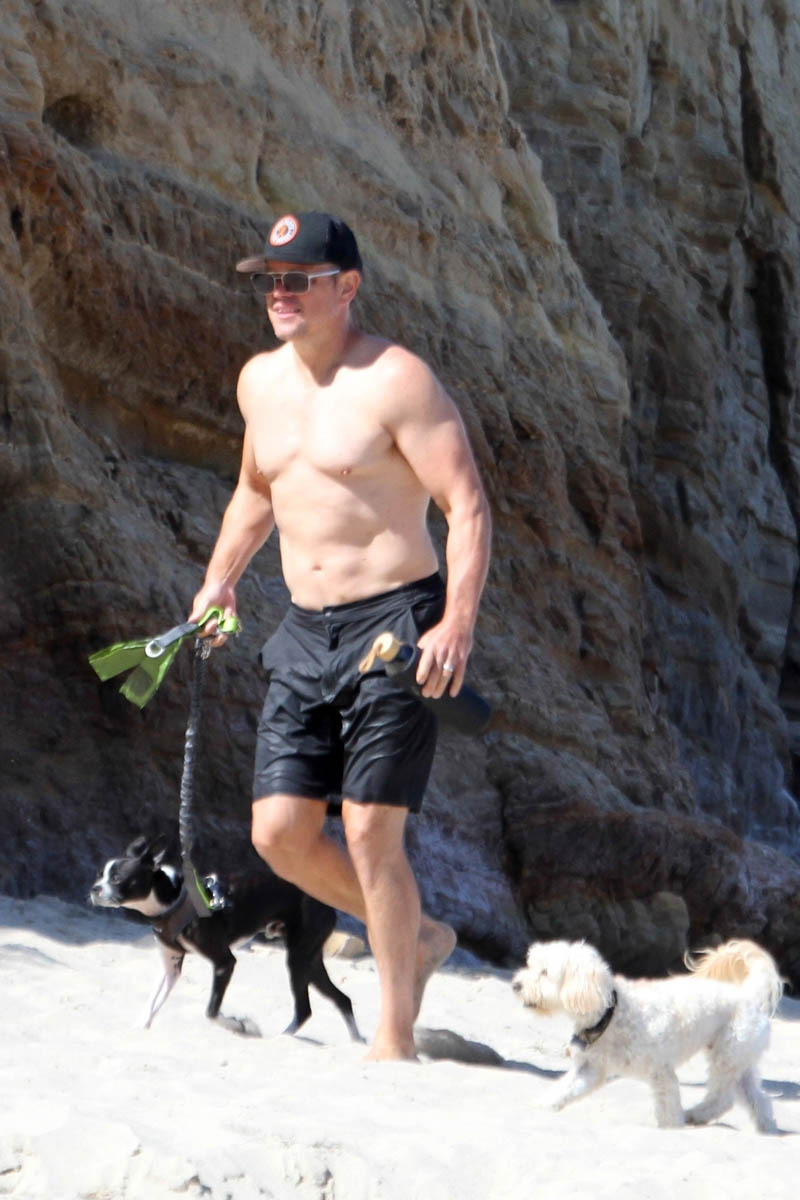 Matt Damon dog look-alike 