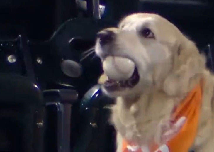 Ce chien a attrapé une balle lors d’un match de baseball et je veux savoir comment les gens amènent leurs chiens à des jeux et sont capables de se concentrer et Quoi d’autre pour le 5 octobre 2022